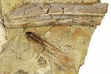 Fossil Dinosaur Bones and Ossified Tendon in Sandstone - Wyoming #371518-1